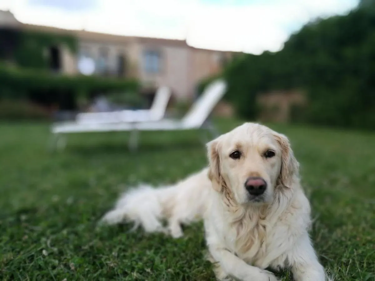 Вилла Can Bordes Casa Rustica Y Confortable En El Emporda Vilamacolum 0*,  Испания